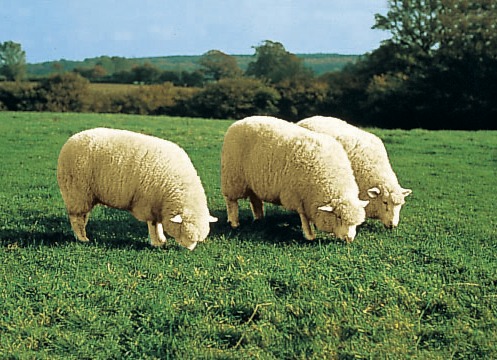 Sessel- & Sofaüberwürfe - Wohlig weiche Lammfell-Sesselschoner, in Farbe SILBER Ansicht 1