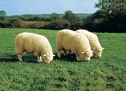 Bettumrandungen - Bettumrandung aus echtem Lammfell in Tierform – Farbe NATURWEISS – Ansicht  Bettumrandungen - Bettumrandung aus echtem Lammfell in Tierform, in Farbe NATURWEISS – Farbe NATURWEISS – Ansicht