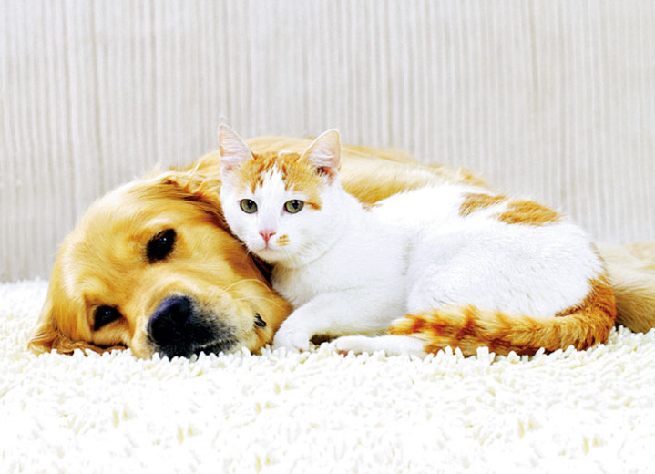 Staubsauger - Bodenstaubsauger mit Zyklon-Technologie Ansicht 3 Staubsauger - Bodenstaubsauger mit Zyklon-Technologie, in Farbe SILBER/ORANGE Ansicht 3