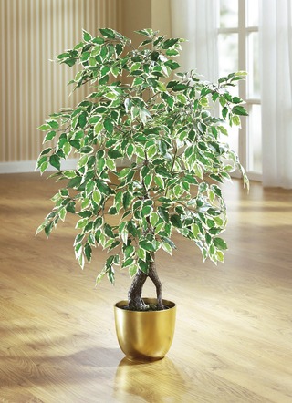 Ficus im Topf