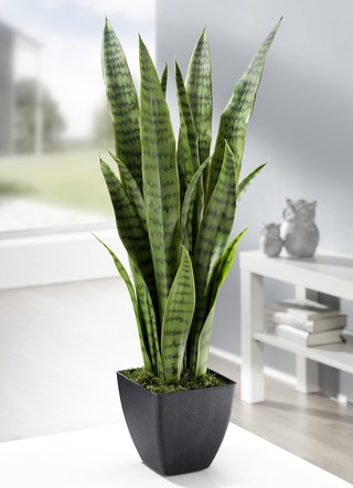 Sansevieria im Topf