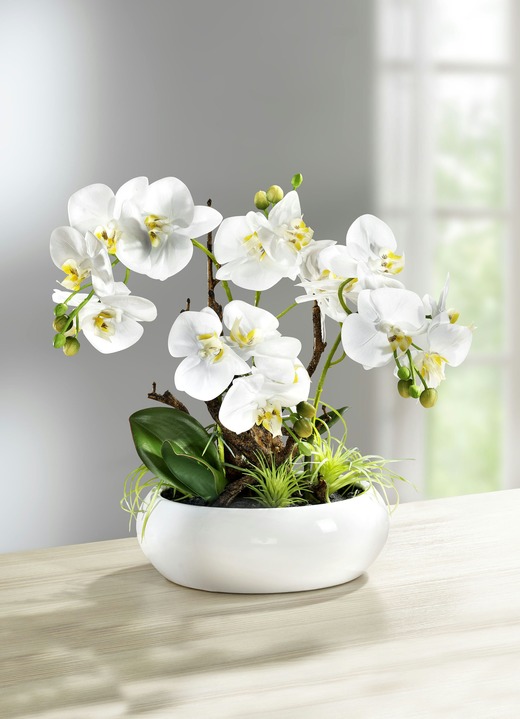 - Orchidee im Keramik-Topf, in Farbe WEISS-GRÜN