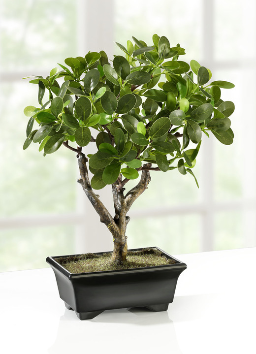 ginseng bonsai in schale kunst textilpflanzen bader