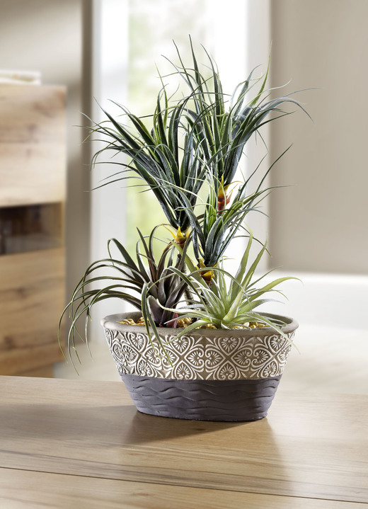 - Dracena-Bäumchen mit Keramikschale, in Farbe DUNKELGRÜN