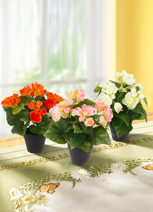 Osterkränze & -gestecke - Begonienbusch im Topf, 3er-Set, in Farbe ORANGE-ROSA-CREME Ansicht 1
