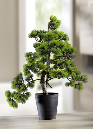Kiefer-Bonsai