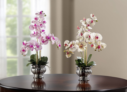 Farbenprächtige Orchidee im Topf