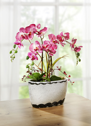 Orchidee im Keramiktopf