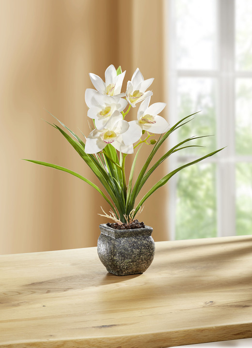 Kunst- & Textilpflanzen - Cymbidium-Orchidee im Zementtopf, in Farbe CREME Ansicht 1