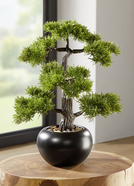 - Zeder-Bonsai in schwarzem Keramiktopf, in Farbe GRÜN