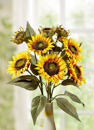 Sonnenblumenzweig