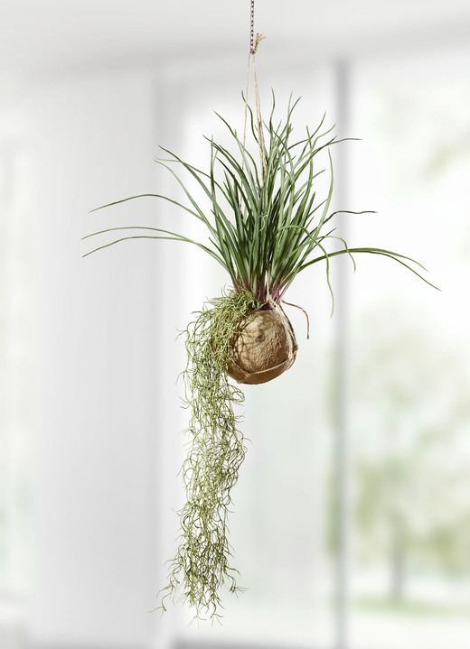 Kunst- & Textilpflanzen - Tillandsia-Hängepflanze, in Farbe GRÜN