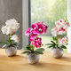 Kunst- & Textilpflanzen - Orchidee Phalaenopsis in Keramikschale, in Farbe CREME – Farbe CREME – Ansicht 2