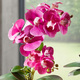 Kunst- & Textilpflanzen - Orchidee Phalaenopsis in Keramikschale, in Farbe ROSA-WEISS – Farbe ROSA – Ansicht 1