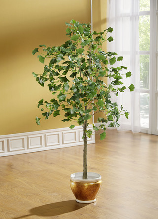 Gingko-Baum im schwarzen Topf
