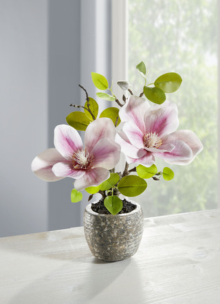 Bezaubernde Magnolie im Topf