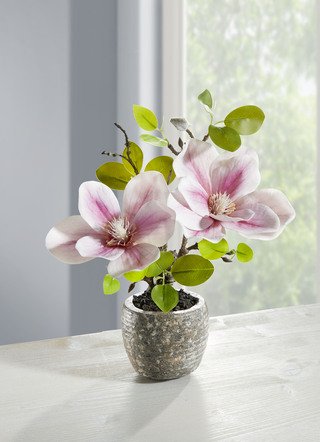 Bezaubernde Magnolie im Topf