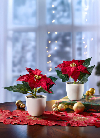 Mini-Poinsettia-Blüten im Topf, 2er-Set