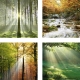 Landschaft - Bilder-Set, 4-teilig, mit Waldmotiven, in Farbe  – Ansicht 2