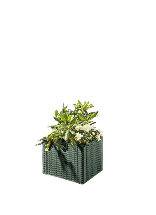 Pflanzkasten In Verschiedenen Ausfuhrungen Blumentopfe Pflanzgefasse Bader