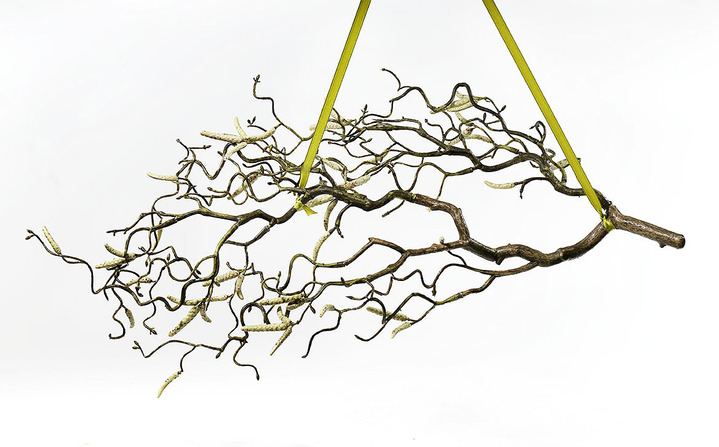 Kunst- & Textilpflanzen - Haselnusszweig aus hochwertigem Kunstmaterial, in Farbe  Ansicht 2