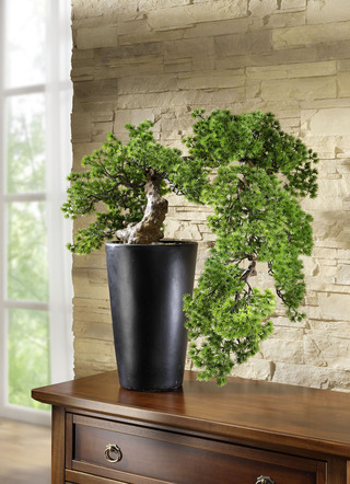 Lärchen-Bonsai im Topf