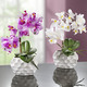 Wohnen - Orchideen-Gesteck in Keramikvase, in Farbe WEISS – Farbe WEISS – Ansicht 2