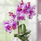 Wohnen - Orchideen-Gesteck in Keramikvase, in Farbe WEISS – Farbe ROSA – Ansicht 1