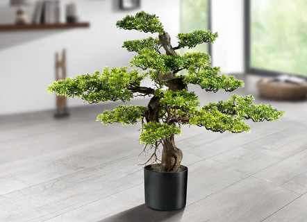 Teeblatt-Bonsai