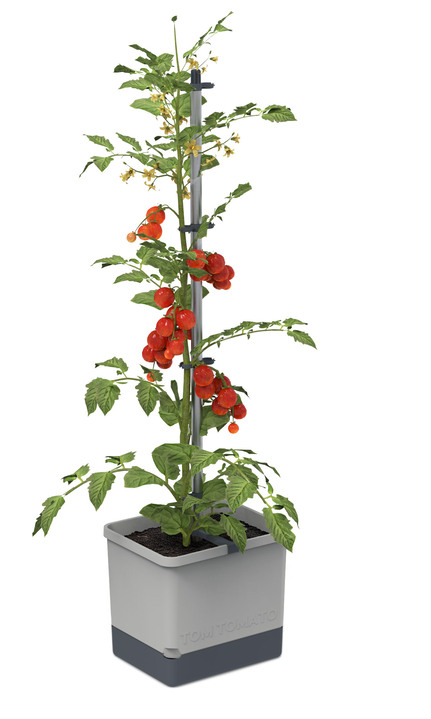 - Gusta Garden Tom Tomato mit Bewässerungssystem, in Farbe GRAU