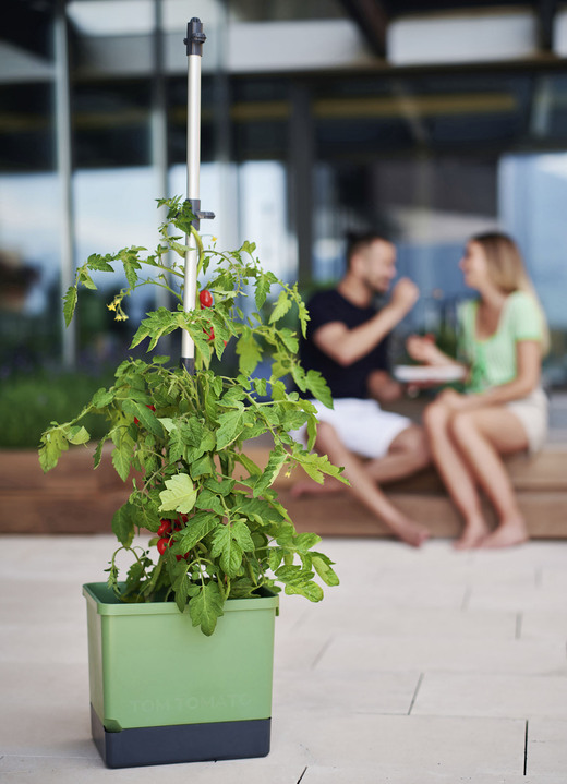 Garten - Gusta Garden Tom Tomato mit Bewässerungssystem, in Farbe GRÜN