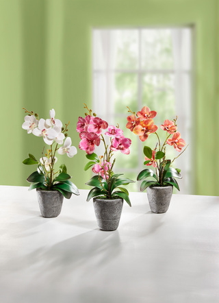 Orchidee im Zementtopf