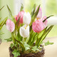 Kunst- & Textilpflanzen - Tulpen im Weidekorb – Farbe ROSA-WEISS – Ansicht 1 Kunst- & Textilpflanzen - Tulpen im Weidekorb, in Farbe GELB-ORANGE, in Ausführung Gelb-Orange, klein – Farbe ROSA-WEISS – Ansicht 1