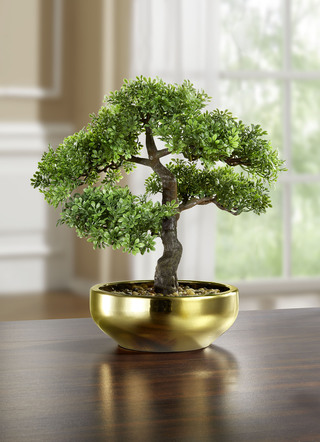 Bonsai in Keramikschale