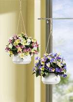 Stiefmütterchen in Hängeampel GELB-VIOLETT