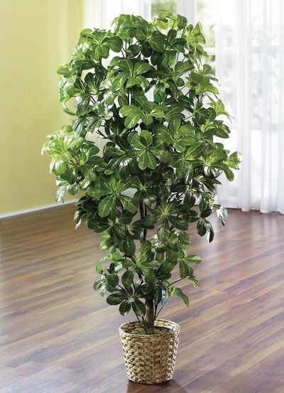 Schefflera im Topf 