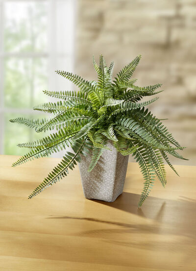 Farn in Topf aus Terrakotta 