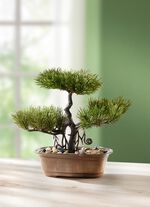 Fernöstlicher Bonsai 