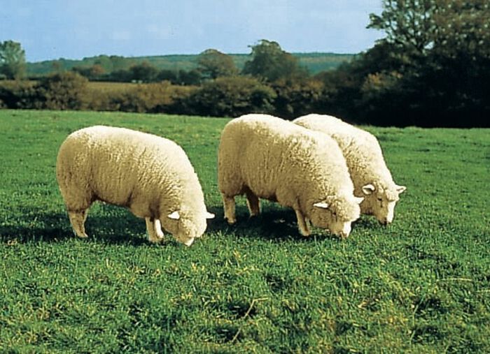Merino-Lammfell-Sitzauflage in Tierform NATURWEISS