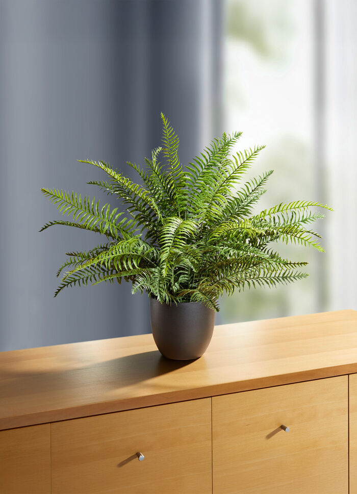 Schwertfarn im Topf 