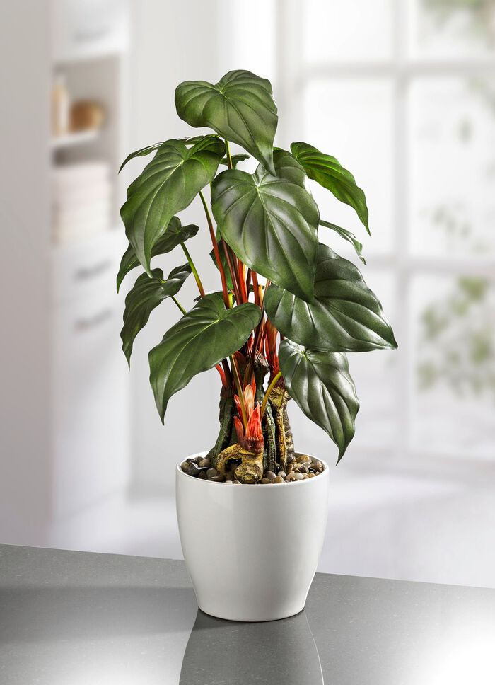 Pfeilblatt im Keramiktopf 