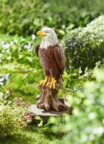 Wei&szlig;kopf-Seeadler 