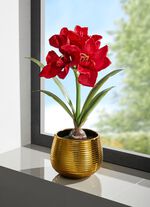 Amaryllis-Gesteck in goldenem Topf 