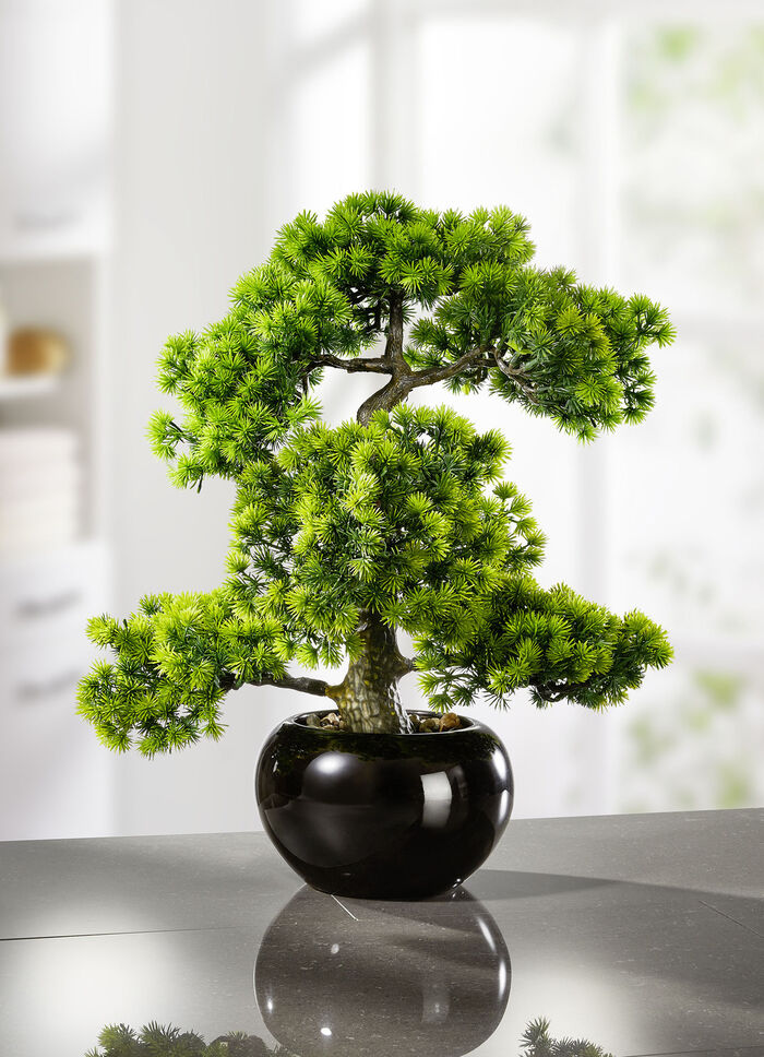 Lärchen-Bonsai in schwarzem Keramiktopf 