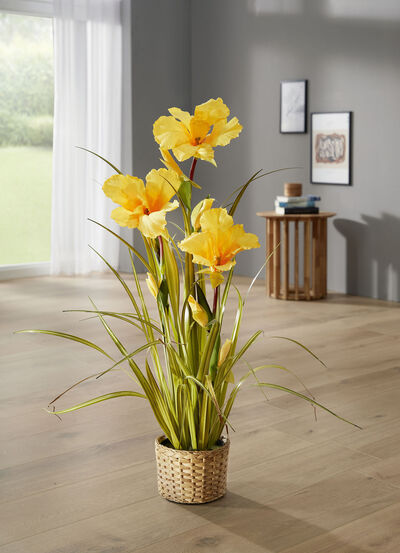 Wunderschöne Lilie im Topf 