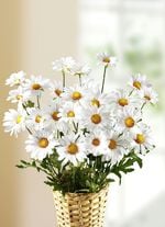 Margeritenzweige, 3er-Set 