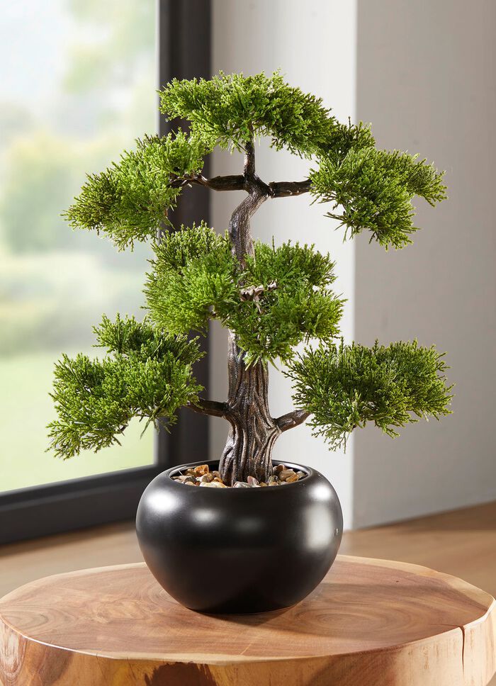 mini bonsai garten Outdoor Bonsai Urweltmammutbaum (Metasequoia) ca. 30 cm – winterhart, –  Blumen-Senf®