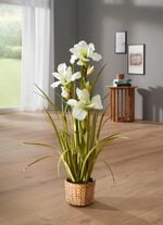 Wundersch&ouml;ne Lilie im Topf WEISS