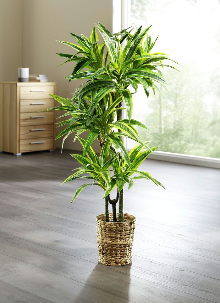 Dracena-Reflexa-Palme 