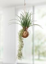 Tillandsia-H&auml;ngepflanze 